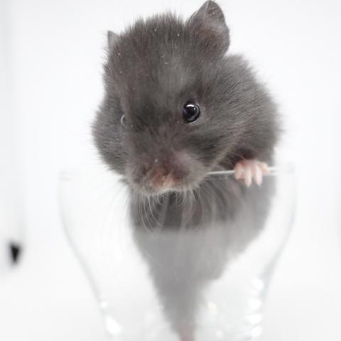 シリアンハムスター(ブラック長毛)