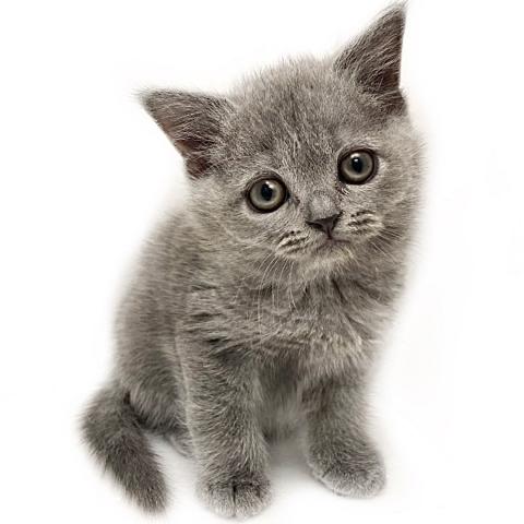 ブリティッシュショートヘア