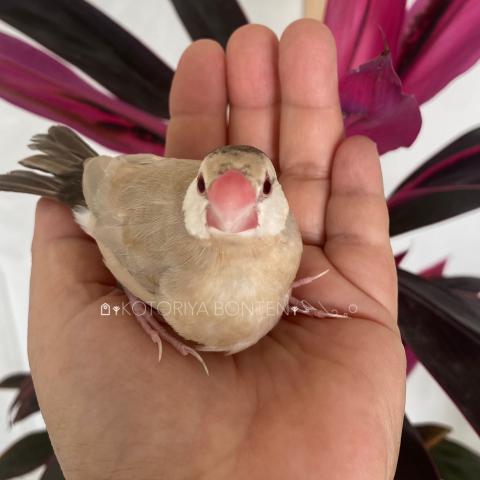 人慣れ★★★★★シナモン文鳥