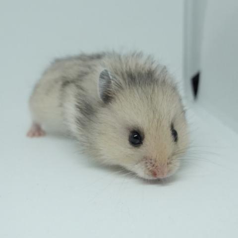 シリアンハムスター(グレーセーブル長毛)