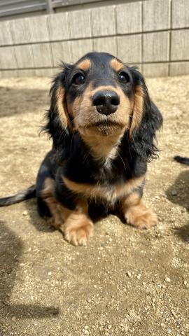 ミニチュアダックスフンド