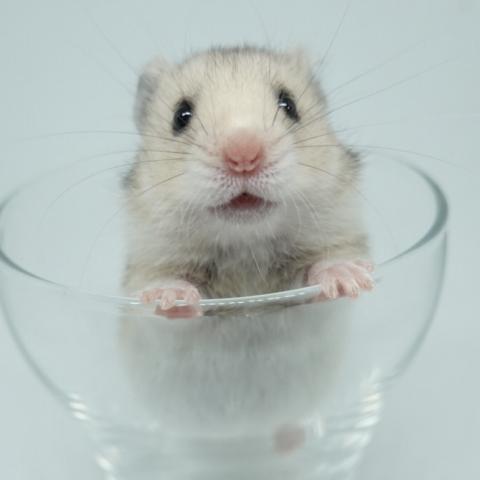 シリアンハムスター(グレーセーブル長毛)