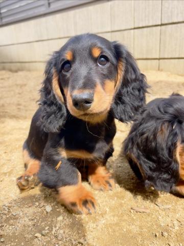 ミニチュアダックスフンド