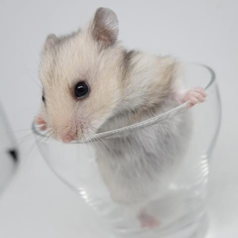 シリアンハムスター(グレーセーブル長毛)