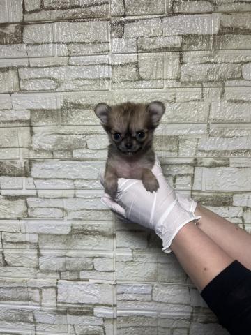 チワワ（ロングコート）6450