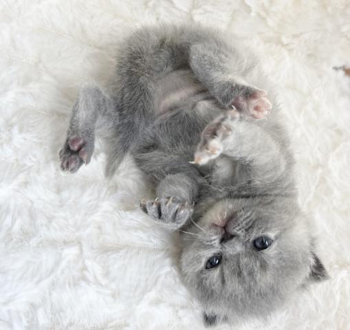 エキゾチックショートヘアー