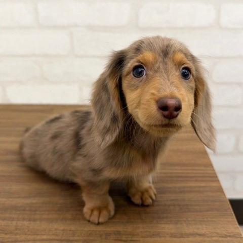 ミニチュアダックスフンド