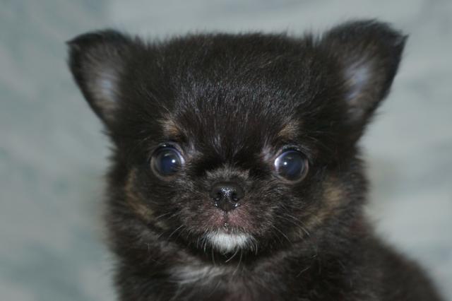 KIKUCHI PET  管理番号　　260337