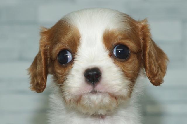 KIKUCHI PET  管理番号　　260336