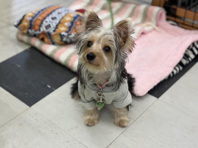 ヨークシャーテリア