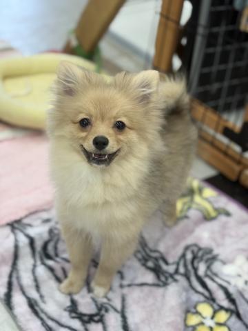 ポメラニアン