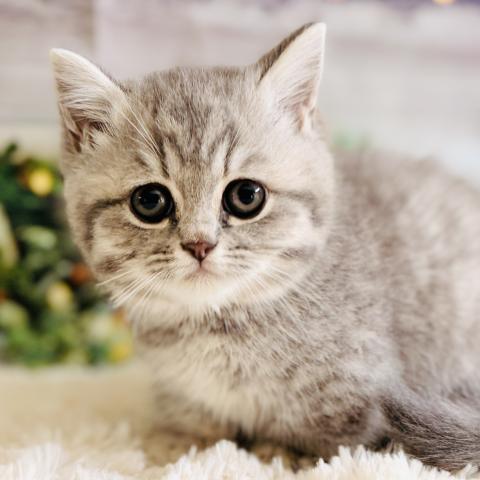 ミヌエット（旧ナポレオン）