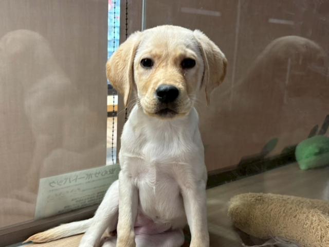 ラブラドールレトリーバー