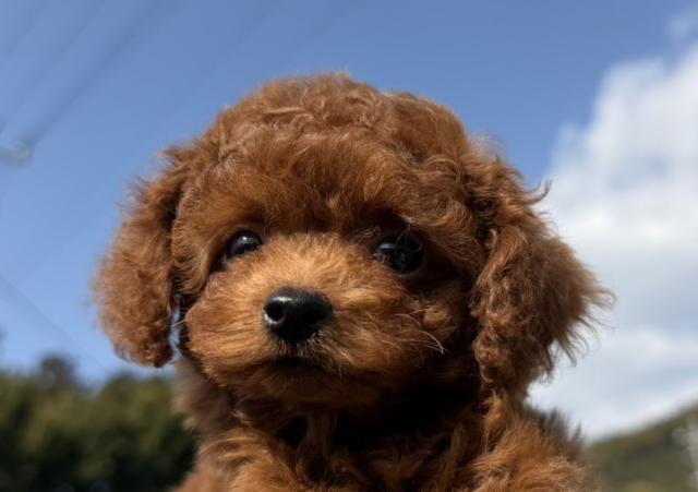 トイプードル(タイニー)