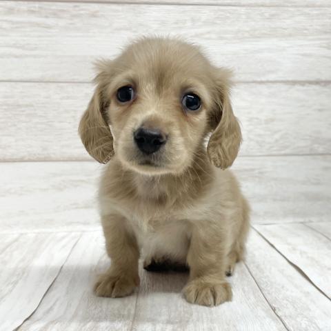 ミニチュアダックスフンド