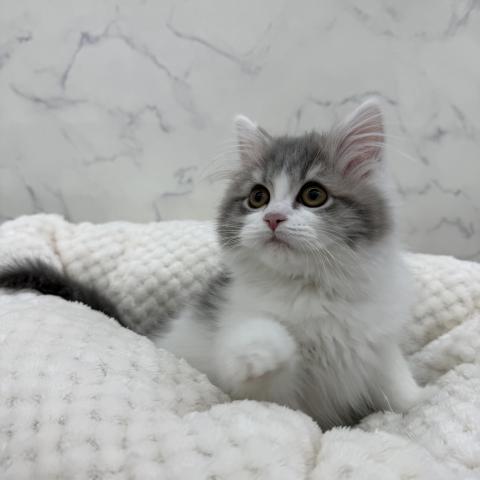 スコティッシュフォールド