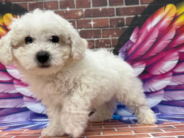 ビション・フリーゼ