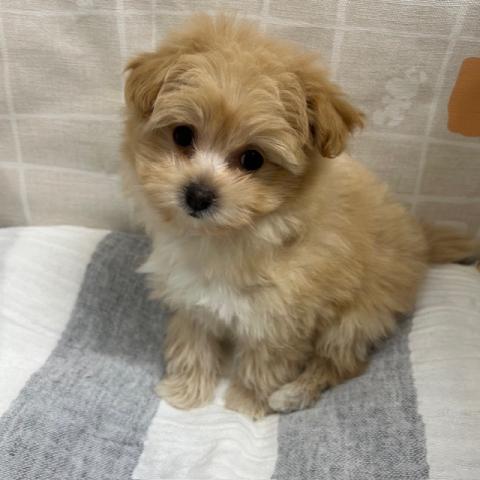 トイプードルｘポメラニアン