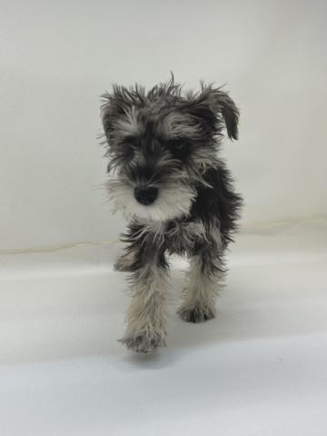 ミニチュアシュナウザー