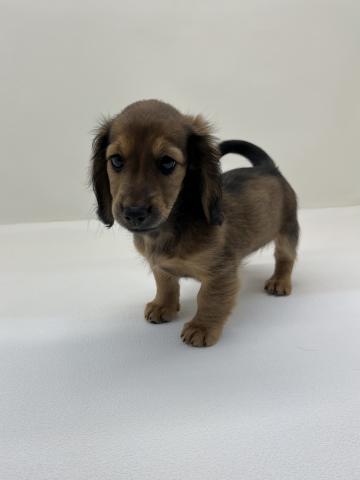 ミニチュアダックスフンド