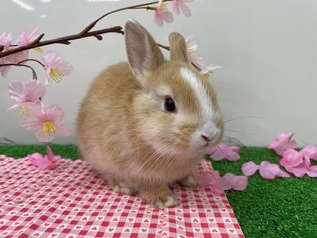 一目惚れするレベルで可愛いです！！！