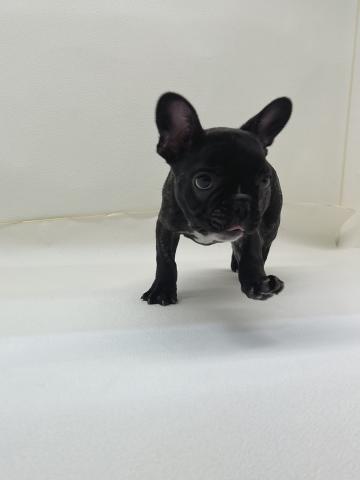 フレンチブルドッグ