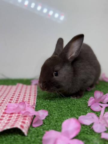 頭撫でてとぐりぐりしてくるところが可愛いです！