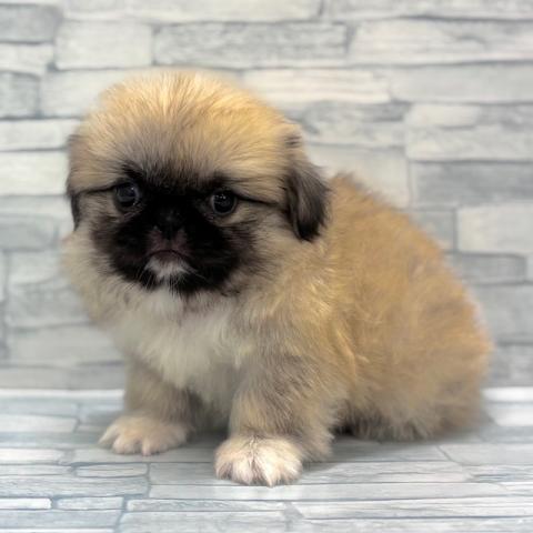 犬ハーフ(ペキニーズ×パグ)