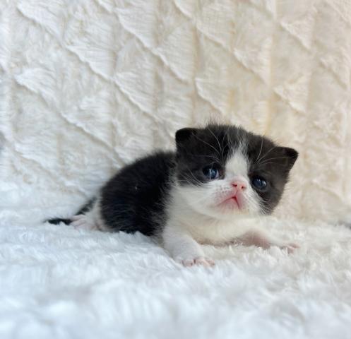 エキゾチックショートヘアー