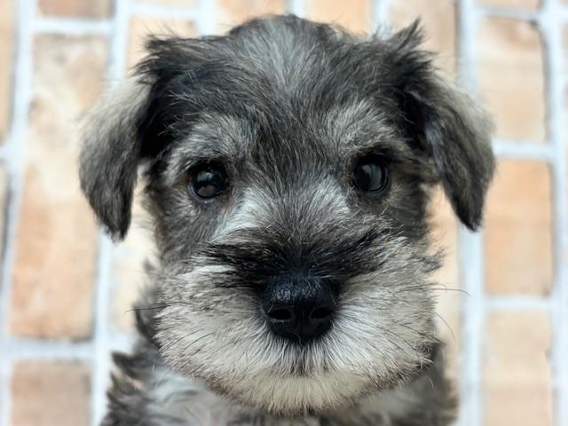 ミニチュアシュナウザー