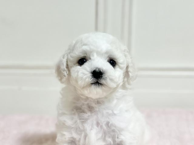 ビションフリーゼ