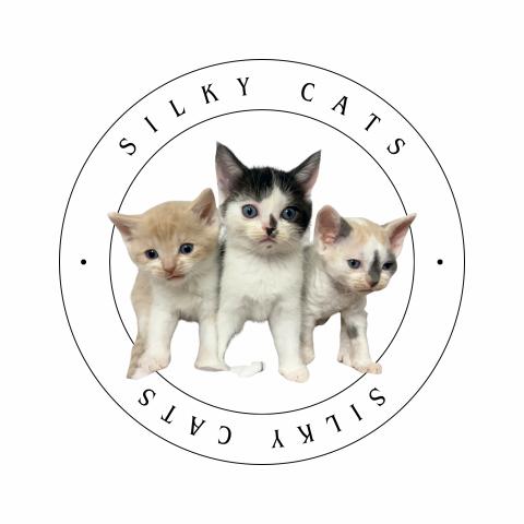 Silky Cats