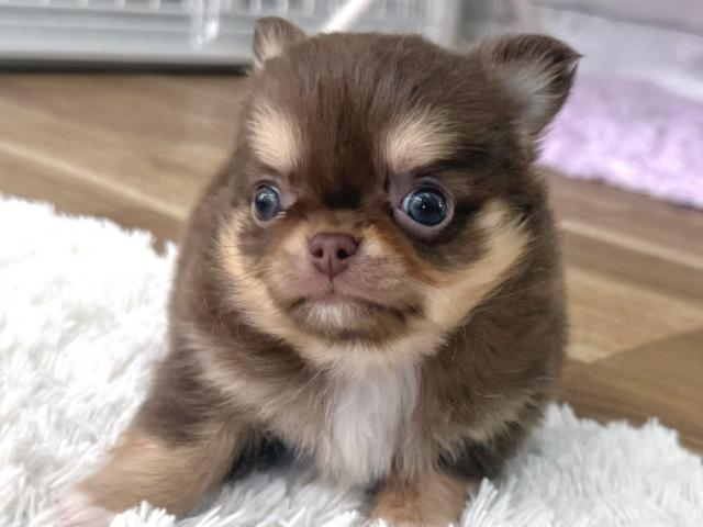 チワワ（ロングコート）