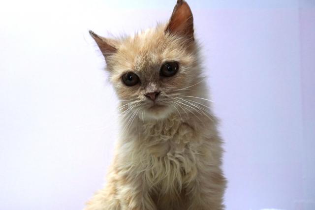 ミヌエット(旧ナポレオン)