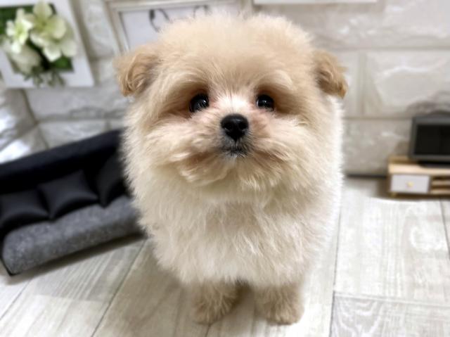 MIX☆*ﾟポメプー*☆