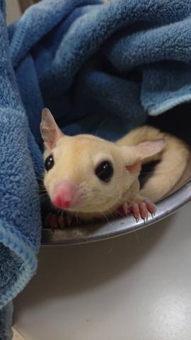 フクロモモンガ リューシ