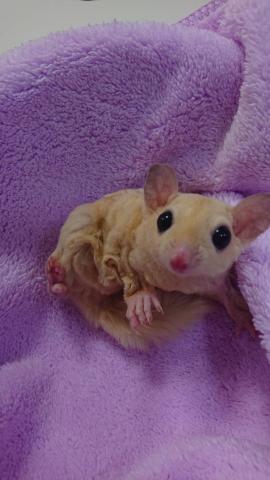 フクロモモンガ リューシ