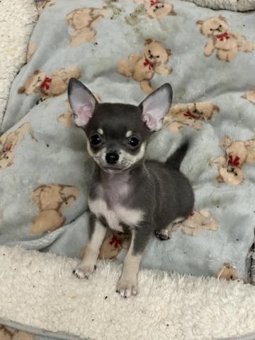 チワワ（スムースコート）