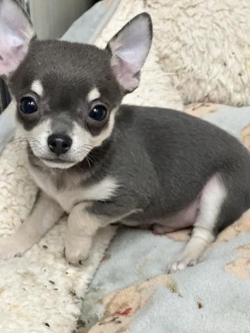 チワワ（スムースコート）