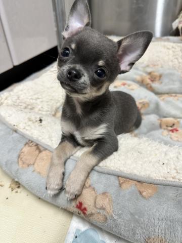 チワワ（スムースコート）