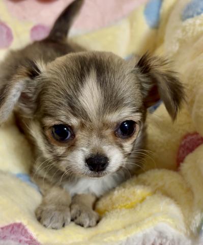 チワワ（ロングコート）