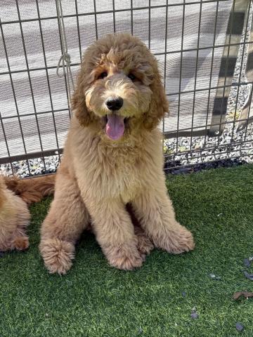 スタンダードプードル