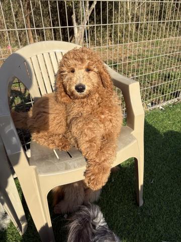 スタンダードプードル