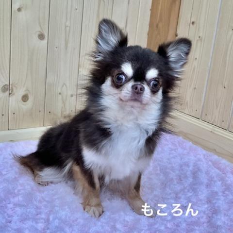 チワワ（ロングコート）