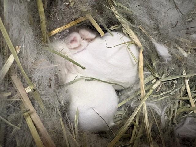 ネザーランドドワーフ