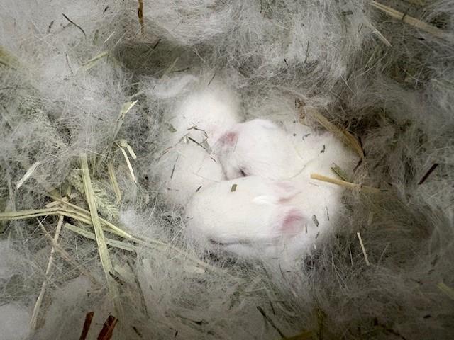 ネザーランドドワーフ