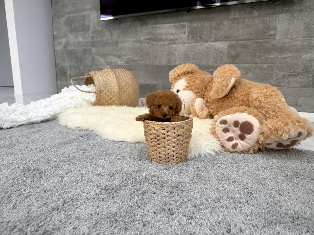 トイプードルTカップ（15）