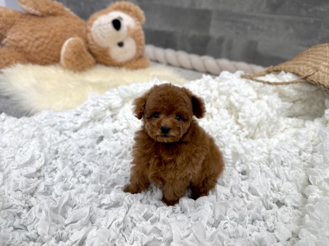 トイプードルTカップ（21）