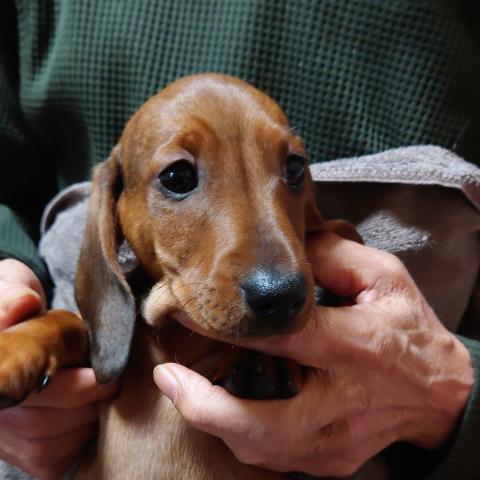 ミニチュアダックスフンドスムース