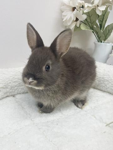 ネザーランドドワーフ